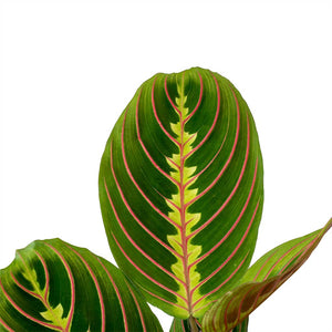 Maranta leuconeura var. erythroneura - Herringbone Plant Leaves