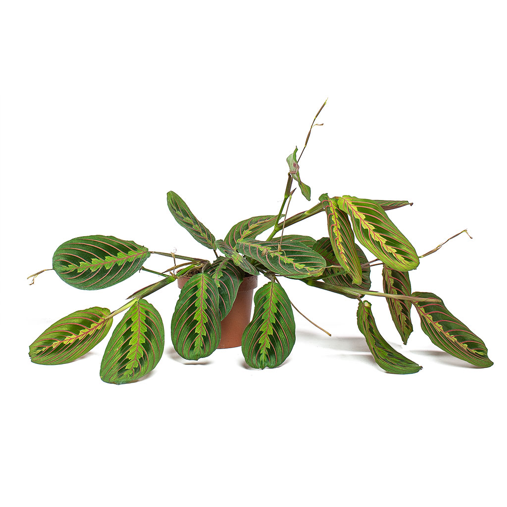 Maranta leuconeura var. erythroneura Herringbone Plant 12cm Trailing Houseplant