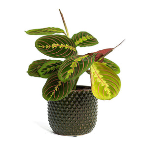 Maranta leuconeura var. erythroneura Herringbone Plant with Bolino Plant Pot Green