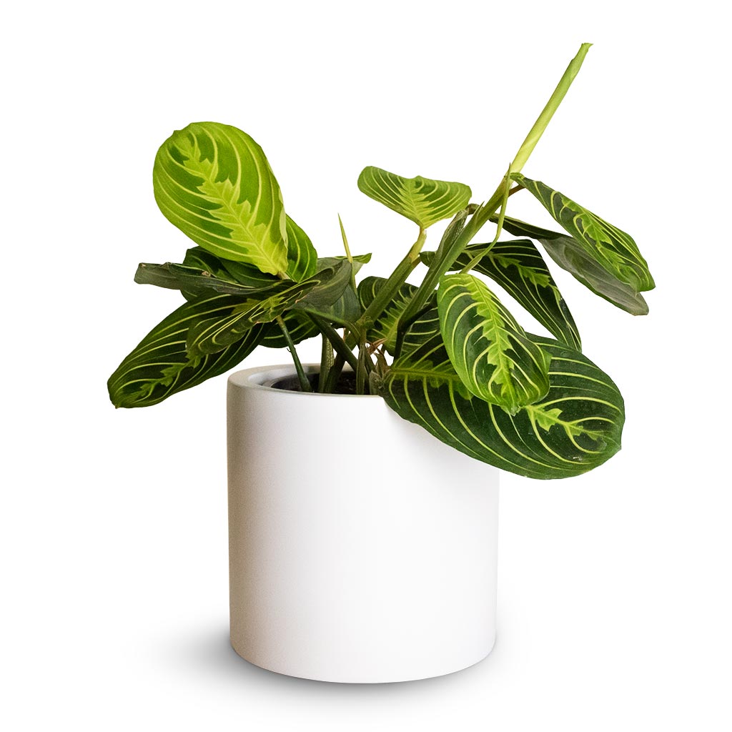 Maranta leuconeura var. erythroneura - Lemon Lime & Puk Planter - Matt White