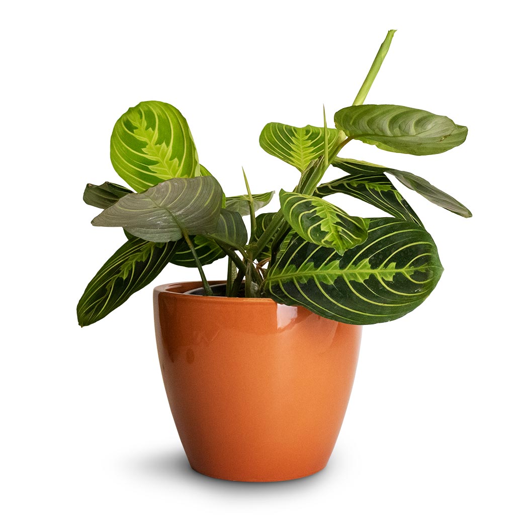 Sven Plant Pot - Mandarin