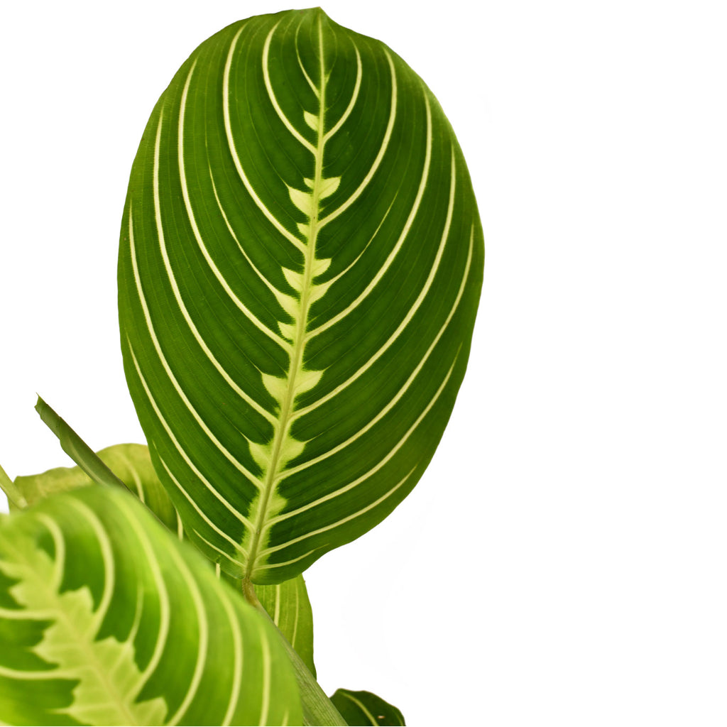 Maranta leuconeura var. erythroneura - Lemon Lime Leaves