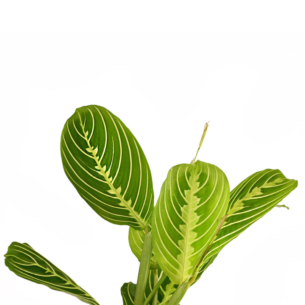 Maranta leuconeura var. erythroneura - Lemon Lime Leaves Reaching