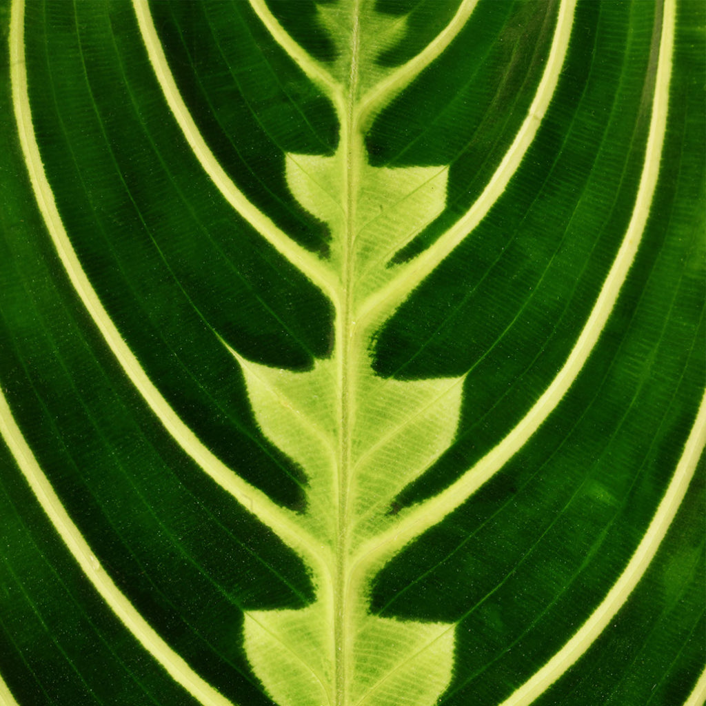Maranta leuconeura var. erythroneura - Lemon Lime Veins Close Up