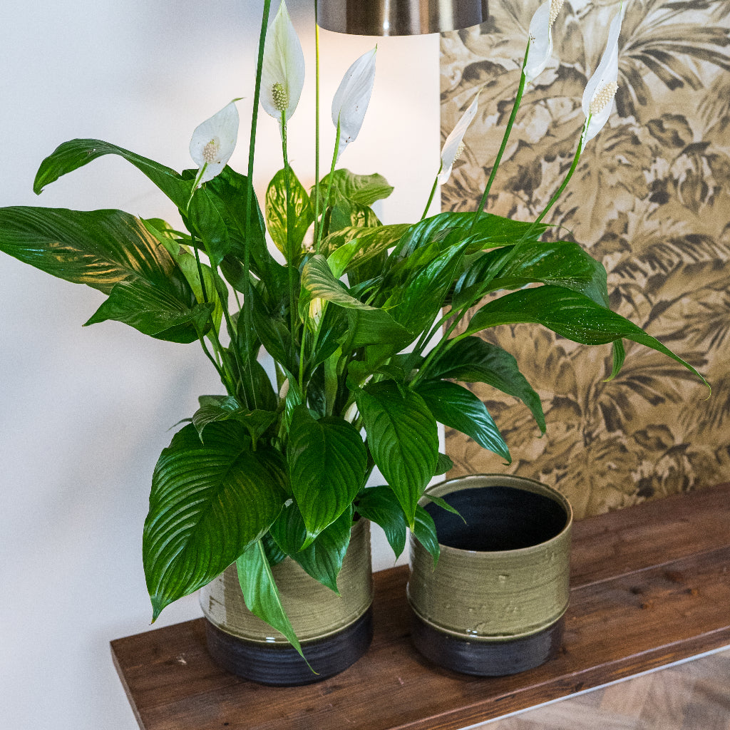 Marlijn Plant Pots in Thyme & Peace Lily Houseplant