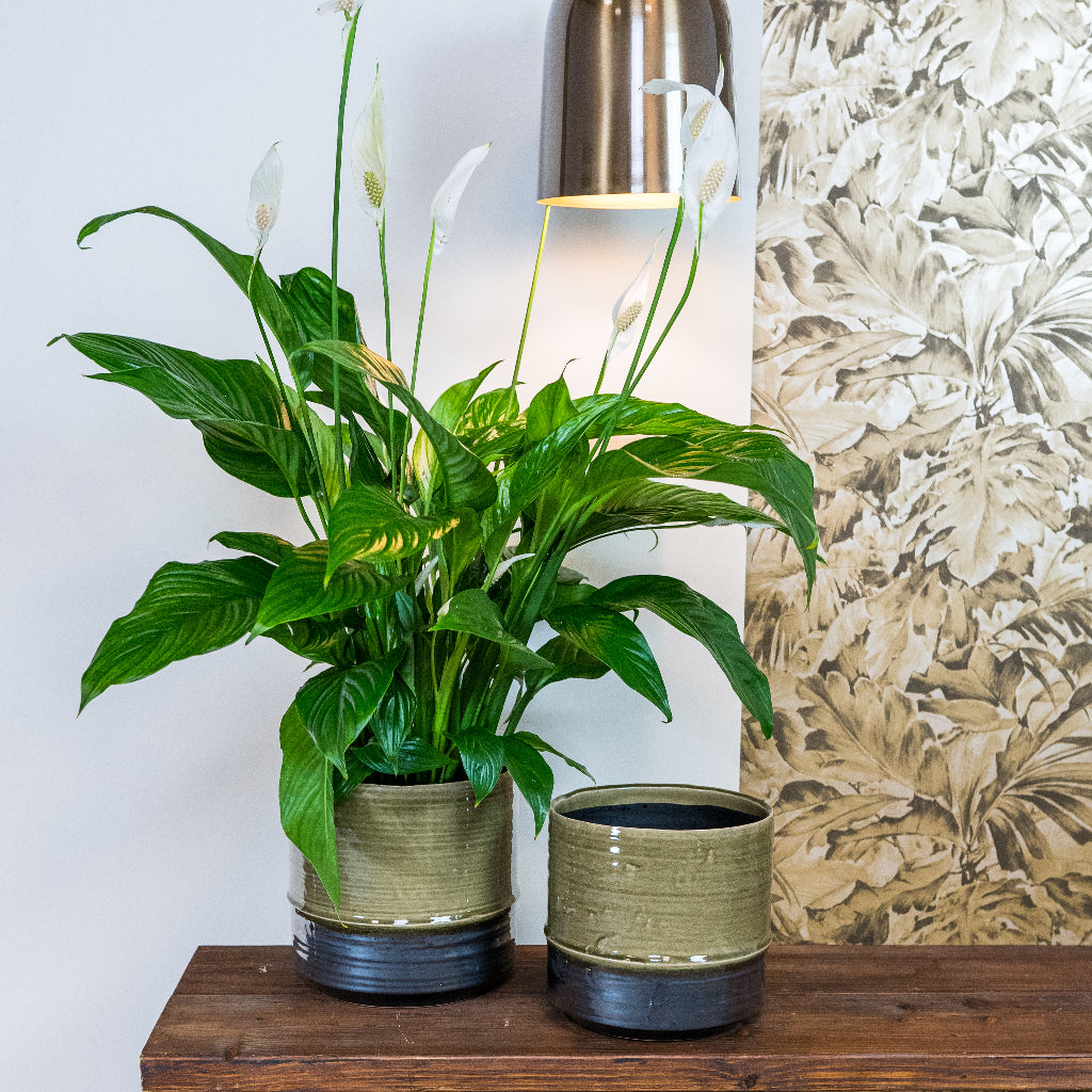 Marlijn Plant Pot - Thyme & Peace Lily Houseplant