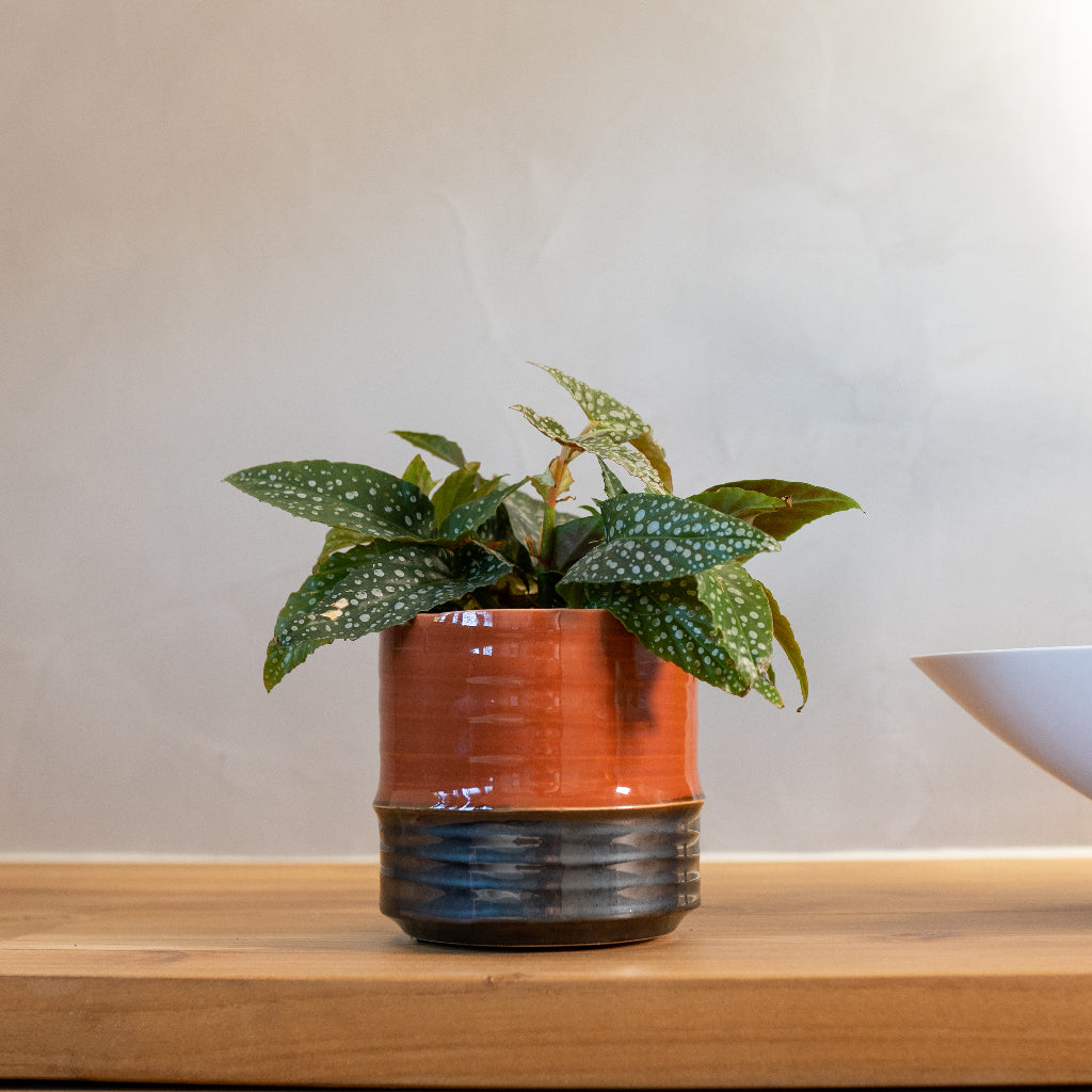 Marlijn Plant Pot - Blush & Begonia Maculata Close Up