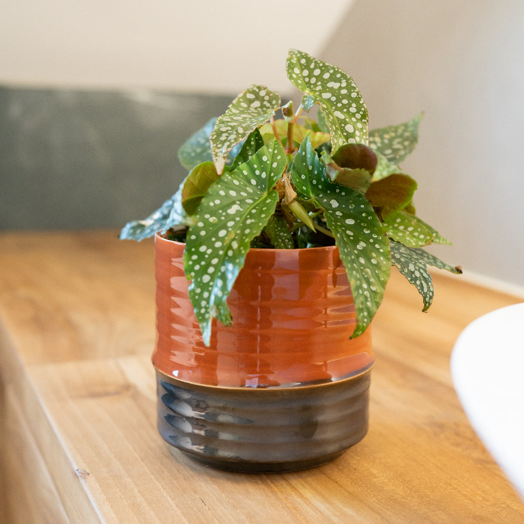 Marlijn Plant Pot - Blush & Begonia Maculata Near
