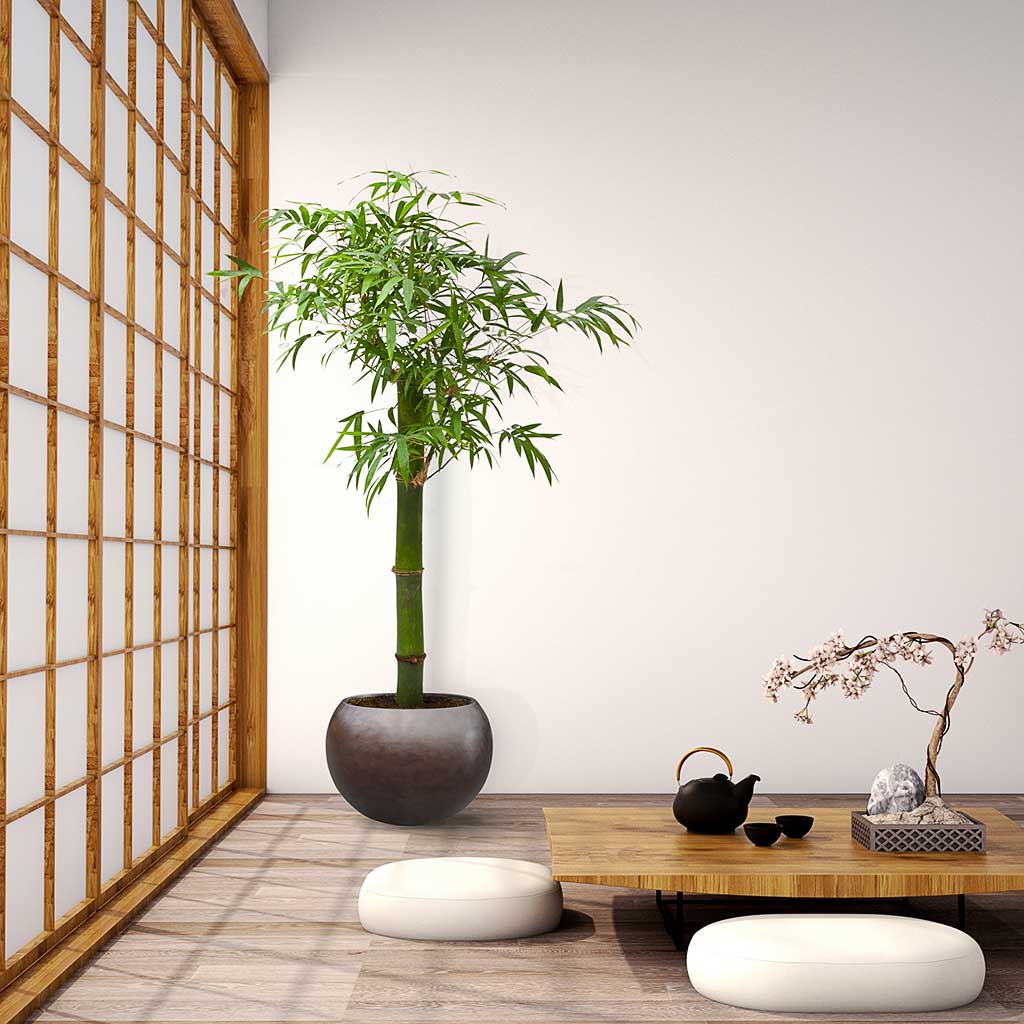 Metallic Couple Plant Pot - Matt Coffee & Indoor Tree