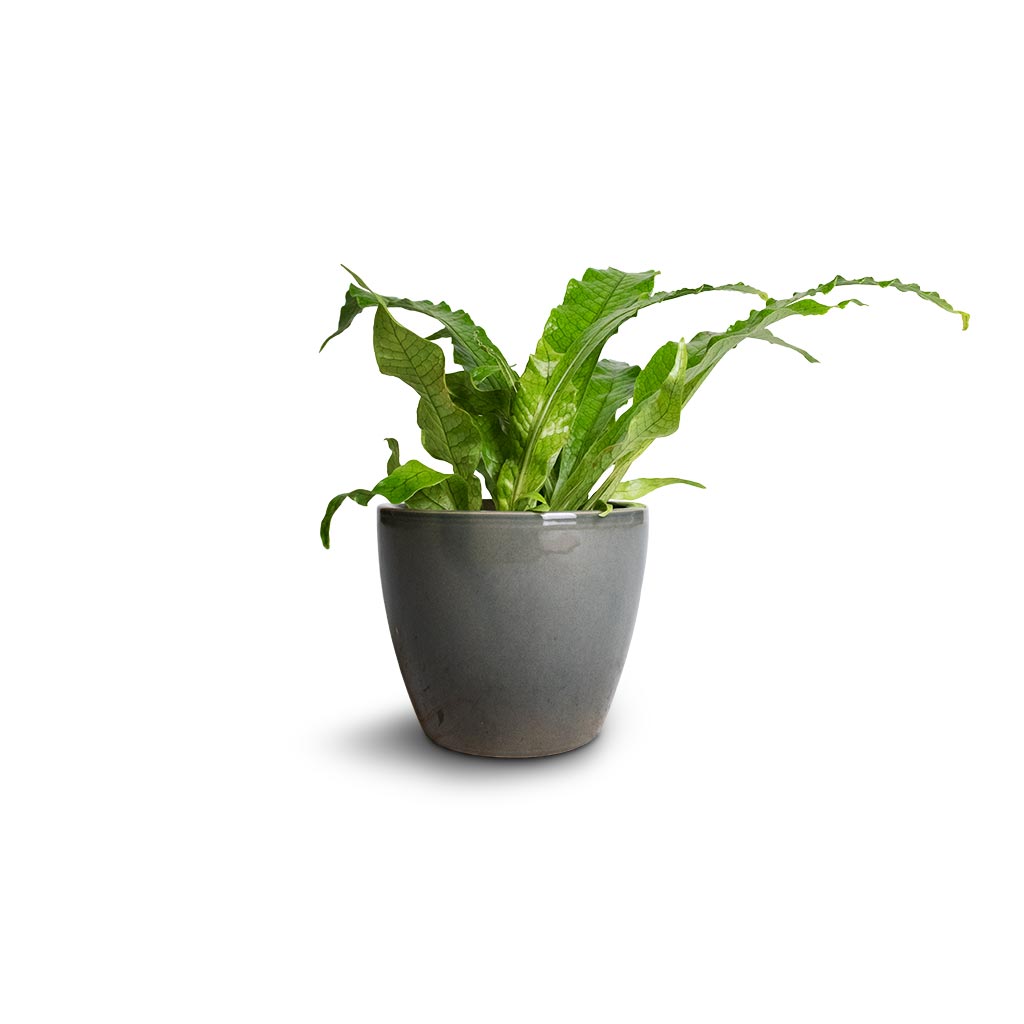 Microsorum musifolium Crocodyllus - Crocodile Fern & Sven Plant Pot - Smoke