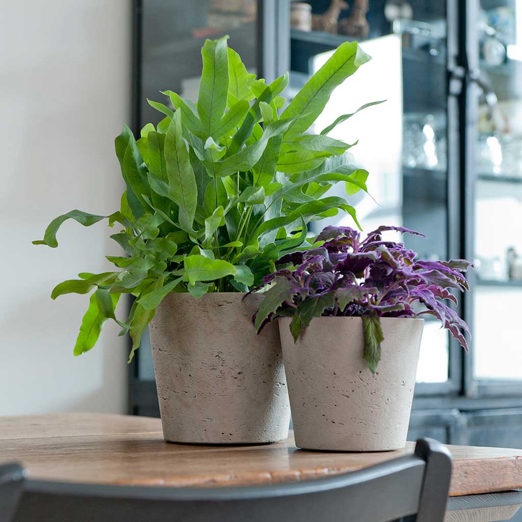 Mini Bucket Plant Pot - Grey Washed & Houseplants