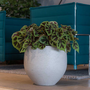 Mini Orb Kevan Plant Pot - Grey Washed & Indoor Plants