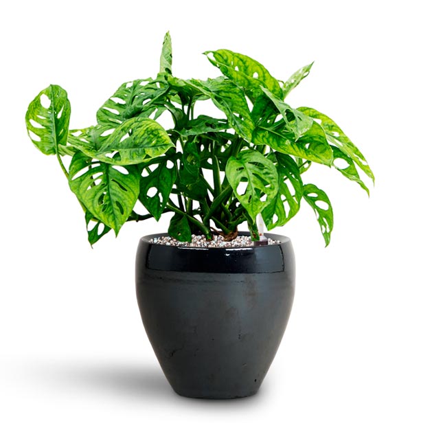 Monstera adansonii - Philodendron Monkey Mask - Hydroculture & Amora Plant Pot