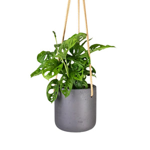 Monstera adansonii - Philodendron Monkey Mask & Charlie Hanging Plant Pot - Black Washed