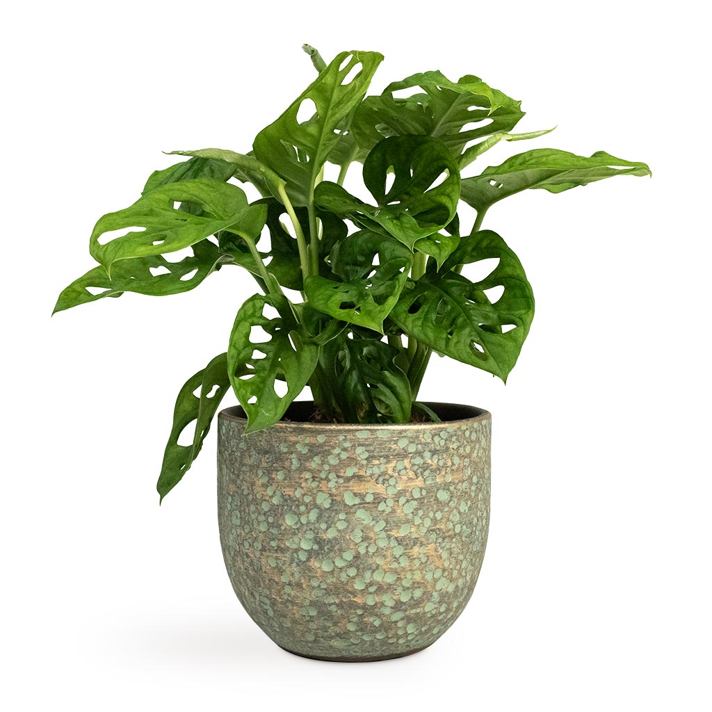 Monstera adansonii - Philodendron Monkey Mask Houseplant & Rinca Plant Pot - Shiny Green
