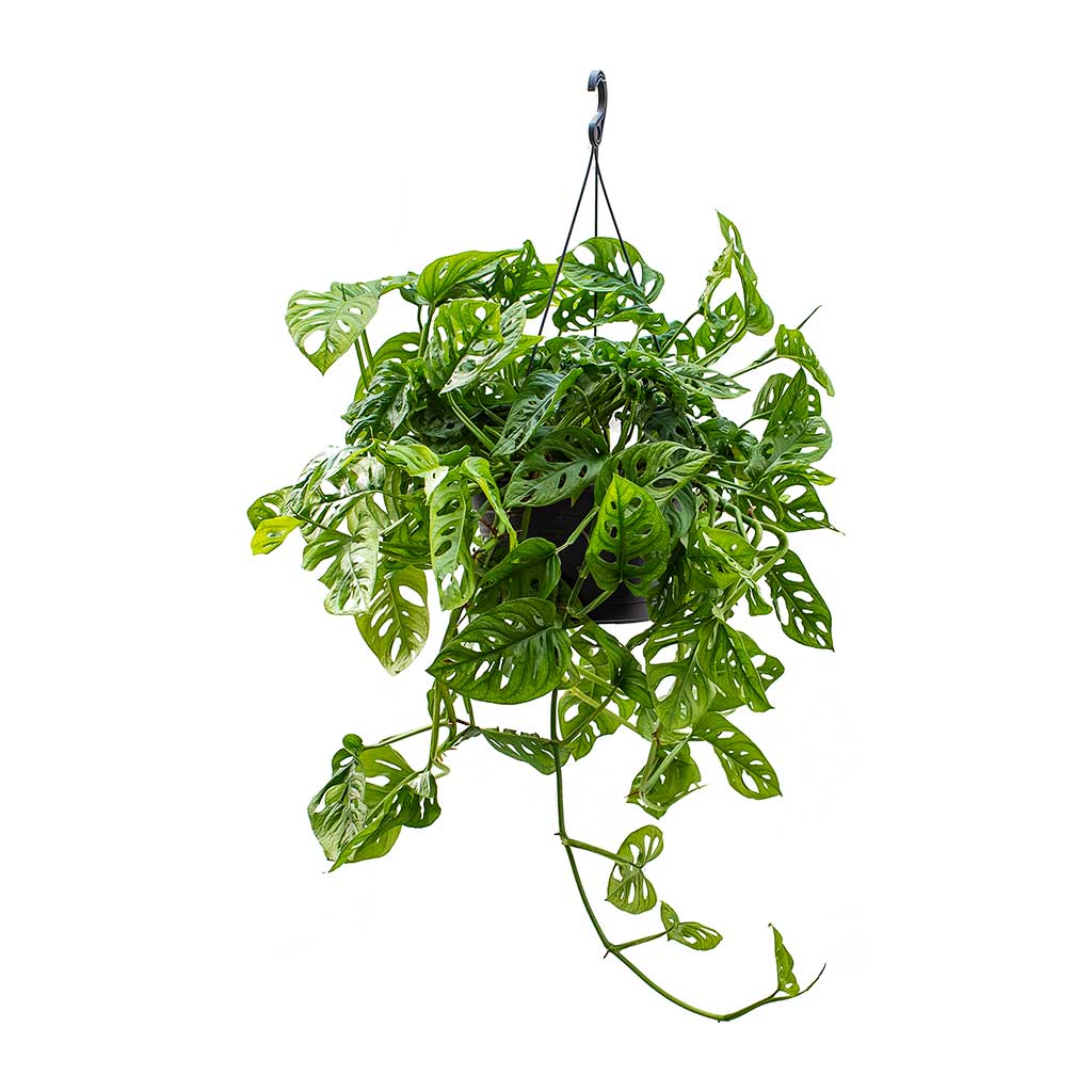 Monstera adansonii - Philodendron Monkey Mask 28cm