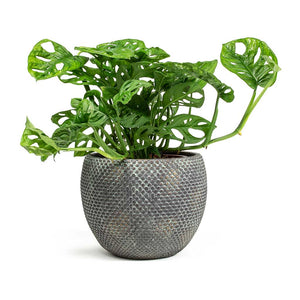 Monstera-adansonii Philodendron Monkey Mask & Fay Plant Pot - Blue Gold