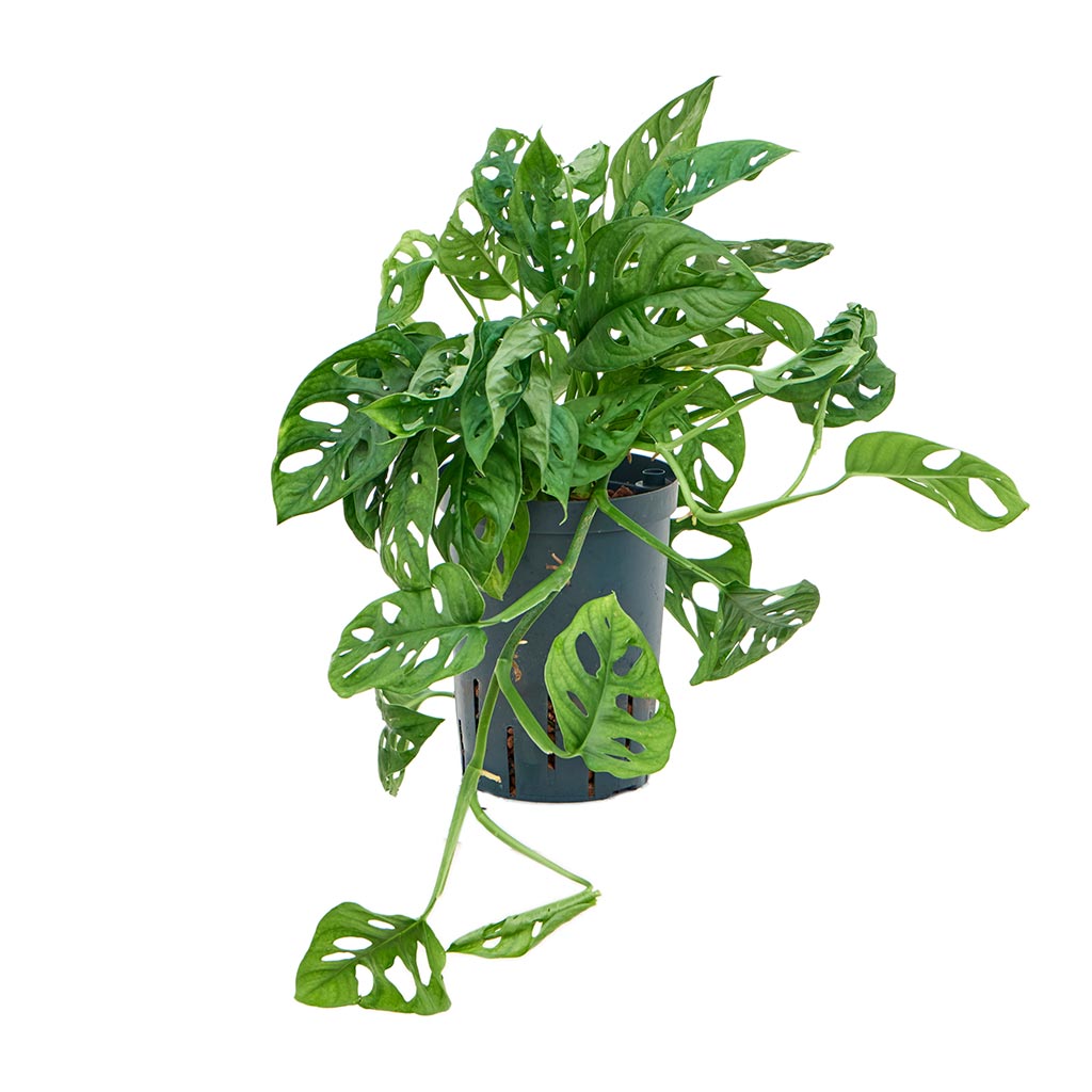 Monstera adansonii Philodendron Monkey Mask Easy Care Hydro | Hortology -  HORTOLOGY