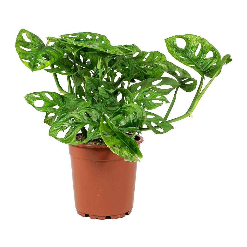25 40cm monstera adansonii monkey mask 12cm pot house plant Monstera adansonii - Philodendron Monkey Mask Houseplants | Hortology