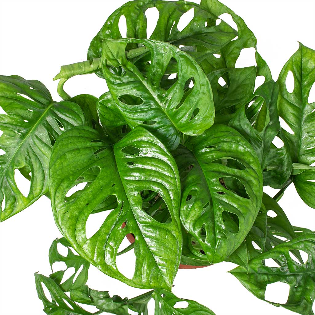 Monstera adansonii - Philodendron Monkey Mask Leaves