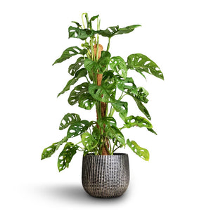Monstera adansonii - Philodendron Monkey Mask - Moss Pole & Feico Plant Pot Metal Black