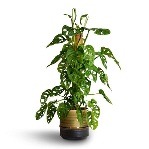 Monstera adansonii - Philodendron Monkey Mask - Moss Pole & Marlijn Plant Pot - Thyme