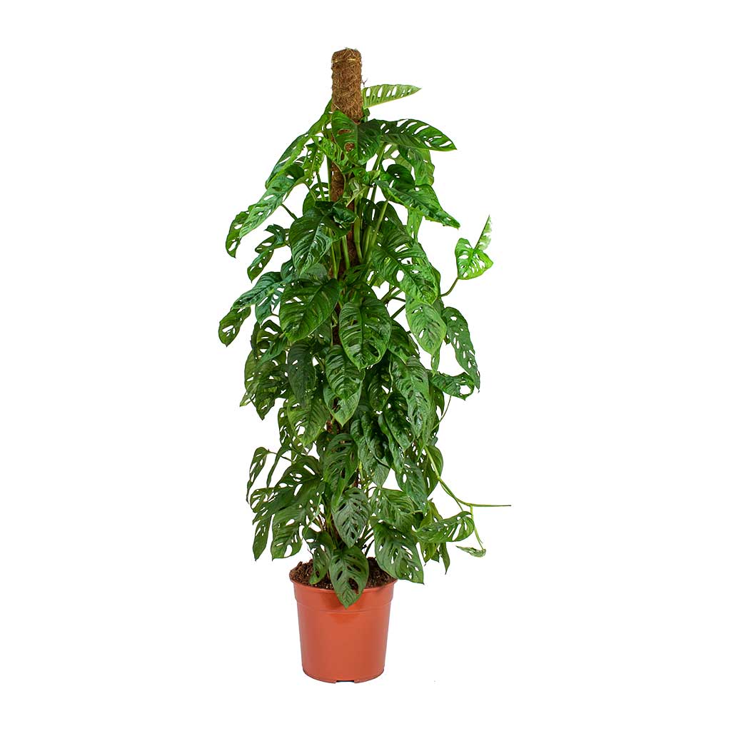 moss pole for monstera adansonii Monstera adansonii - Philodendron Monkey Mask - Moss Pole | Hortology