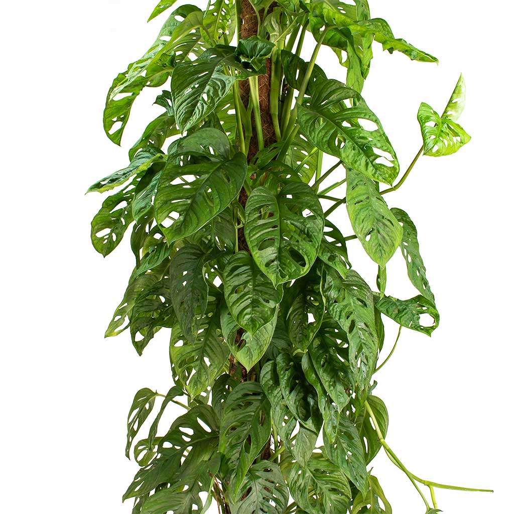 monstera obliqua adansonii monkey Monstera adansonii - Philodendron Monkey Mask - Moss Pole | Hortology