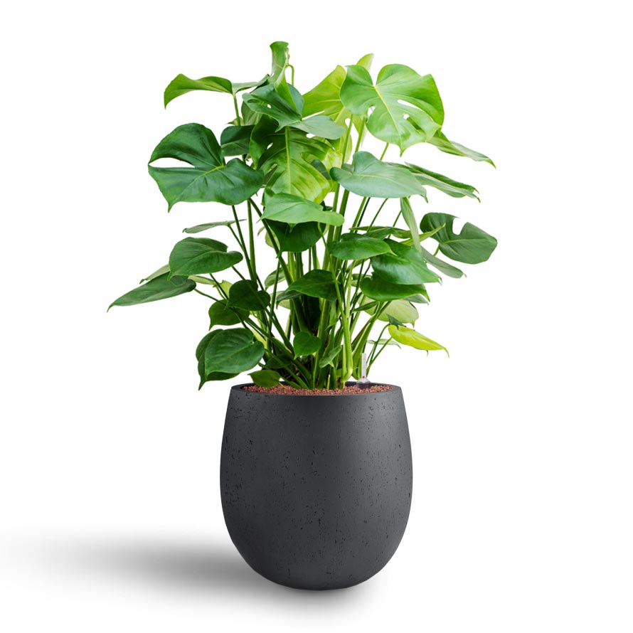 Monstera deliciosa - Hydroculture & Grigio Balloon Plant Pot - Anthracite Concrete