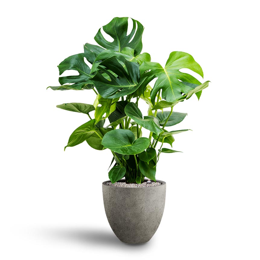 Monstera deliciosa - Hydroculture & Grigio Egg Pot Planter - Natural Concrete