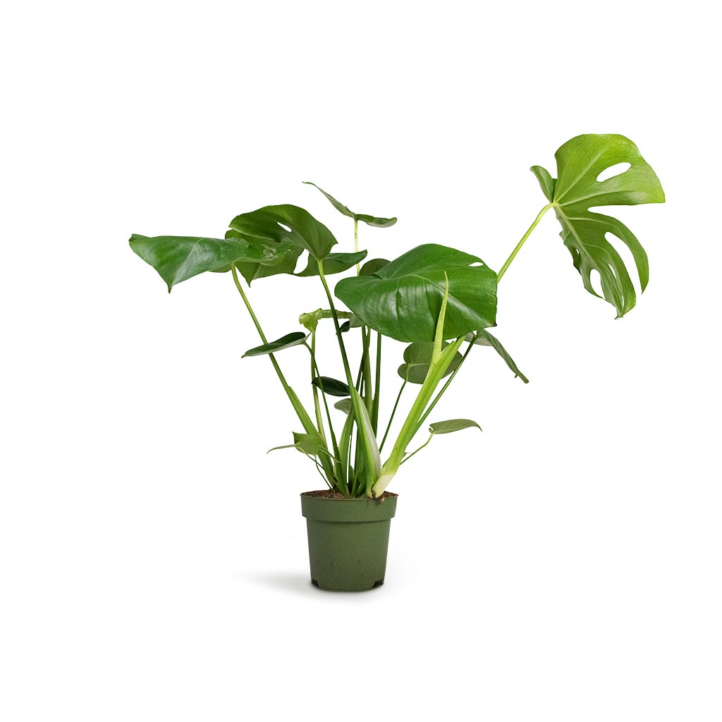 Monstera deliciosa Houseplant - Swiss Cheese Plant