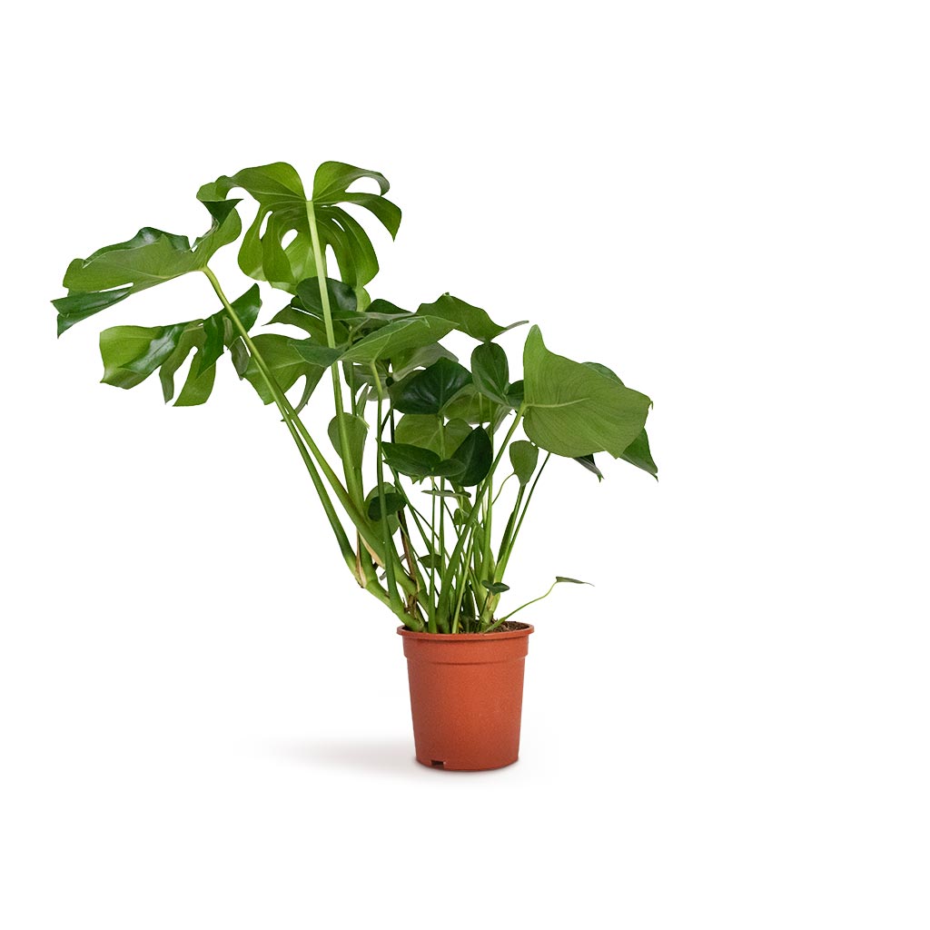 Monstera deliciosa Houseplant - Swiss Cheese Plant (mid)