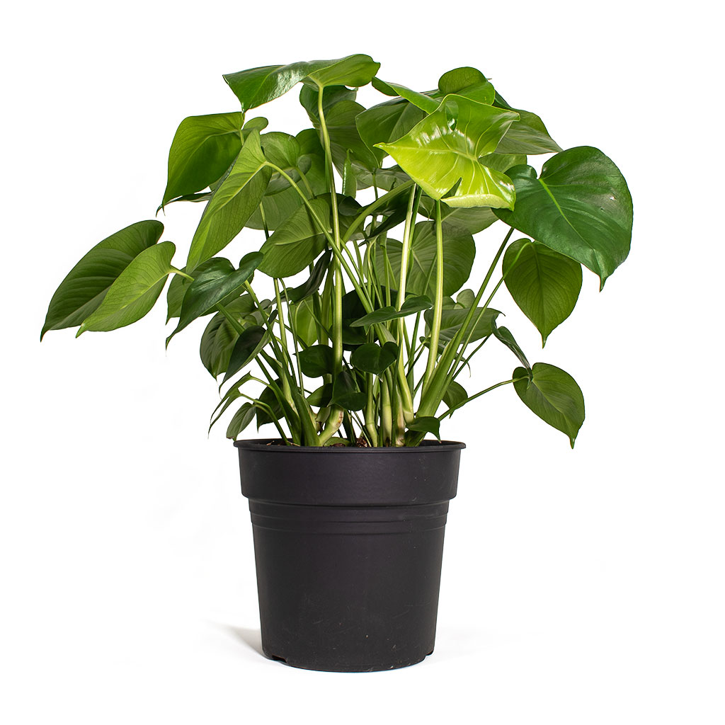 Monstera deliciosa Swiss Cheese Plant Large