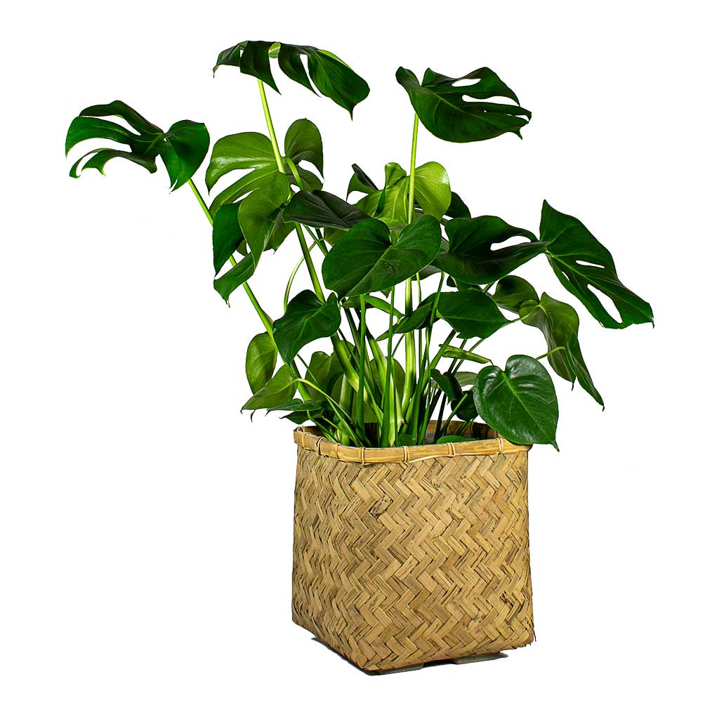 Monstera deliciosa Swiss Cheese Plant & Kobe Bamboo Planter Plant Pot