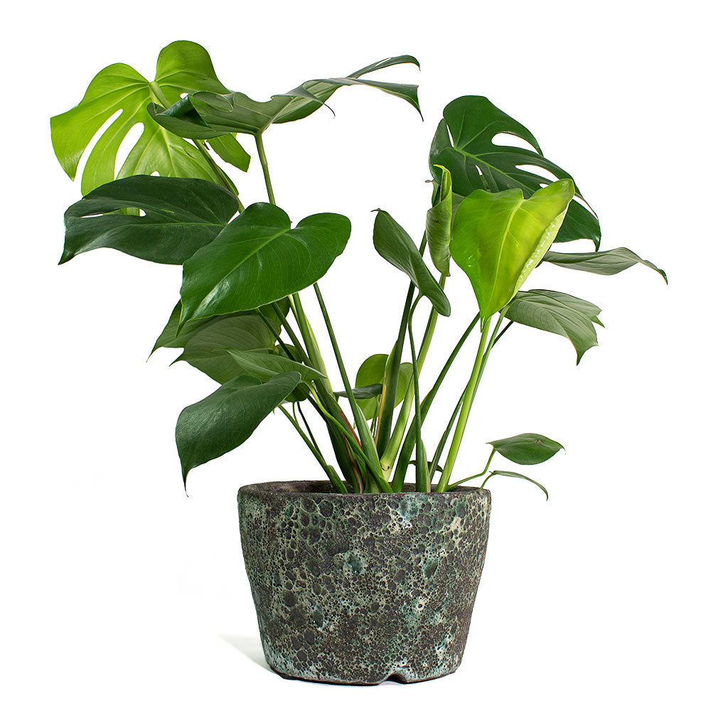 Monstera deliciosa Swiss Cheese Plant with Lava Couple Straight Relic Planter Jade