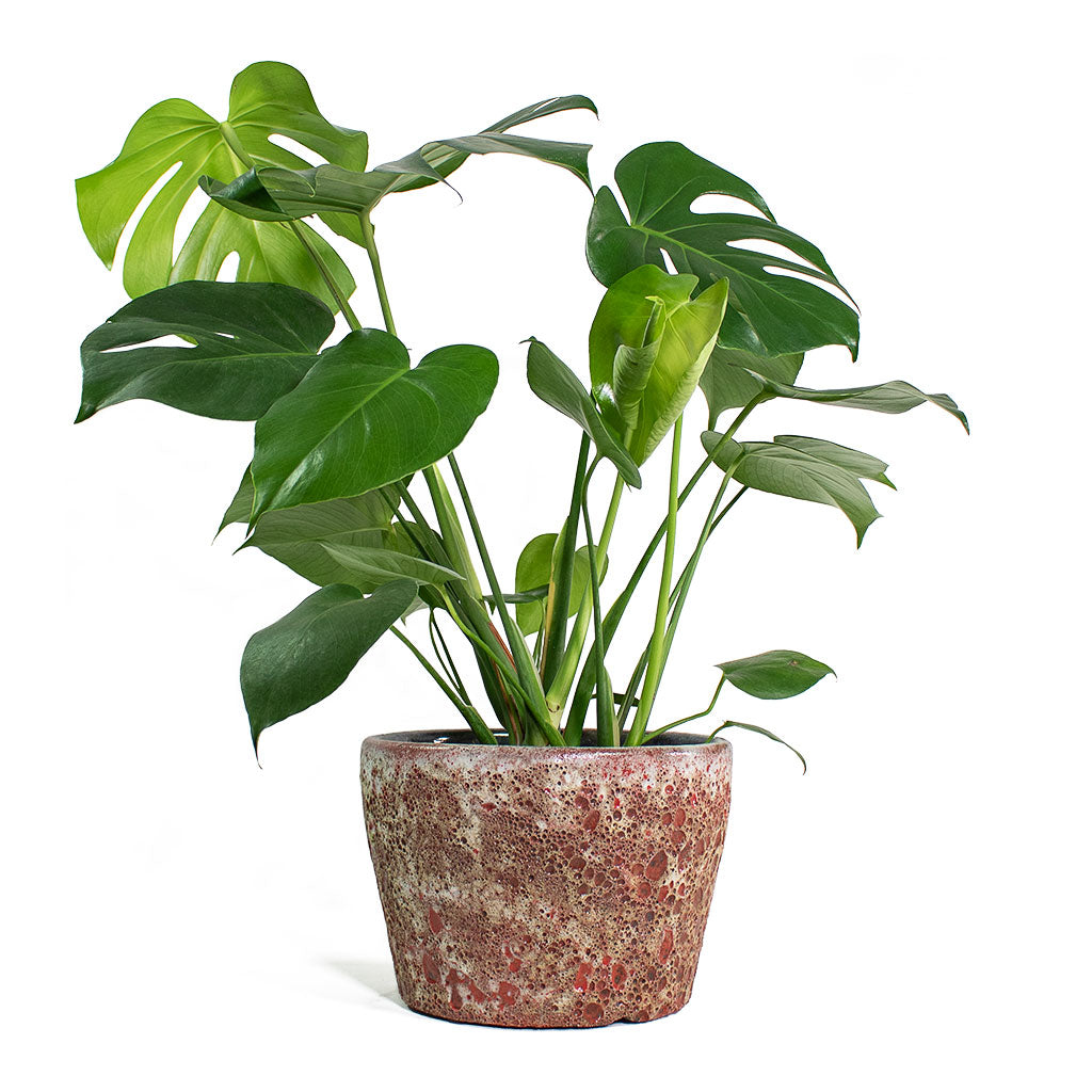 Monstera deliciosa Swiss Cheese Plant with Lava Couple Straight Relic Planter Pink