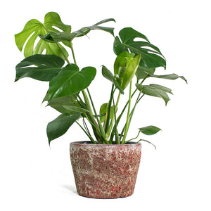 Monstera deliciosa Swiss Cheese Plant with Lava Couple Straight Relic Planter Pink