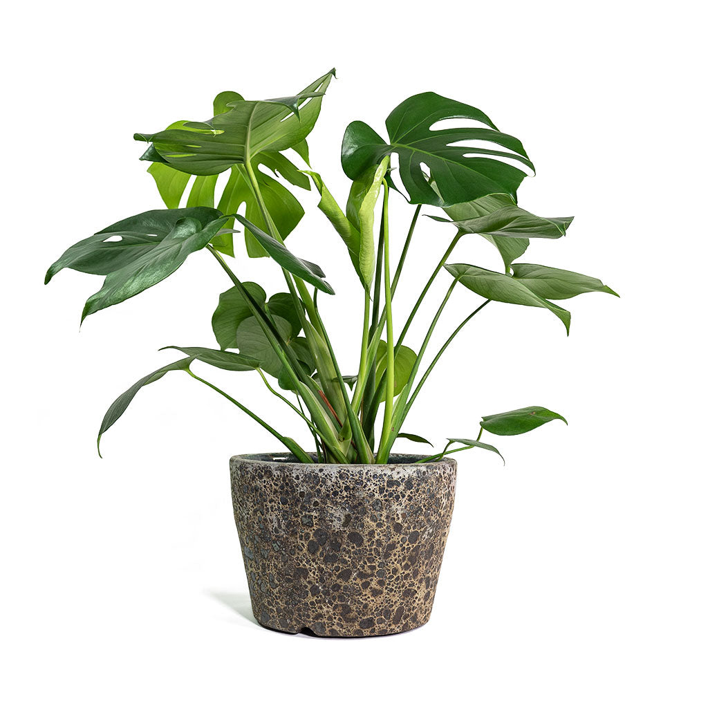 Monstera deliciosa Swiss Cheese Plant with Lava Couple Straight Relic Planter Rust