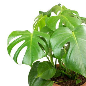Monstera deliciosa Swiss Cheese Plant Leaves