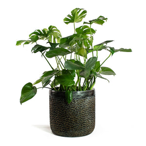 Monstera deliciosa Swiss Cheese Plant with Luxe Lite Layer Cylinder Planter Bronze