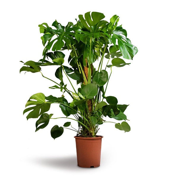 Monstera deliciosa - Swiss Cheese Plant - Moss Pole | Hortology