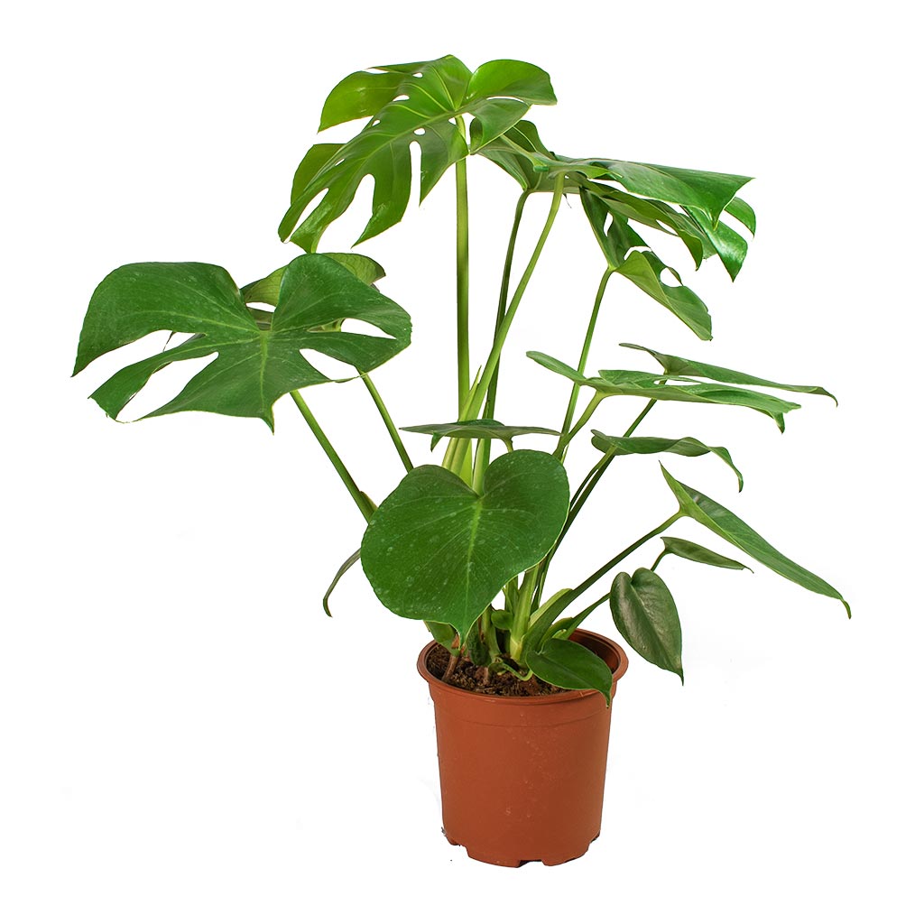Monstera deliciosa - Swiss Cheese Plant