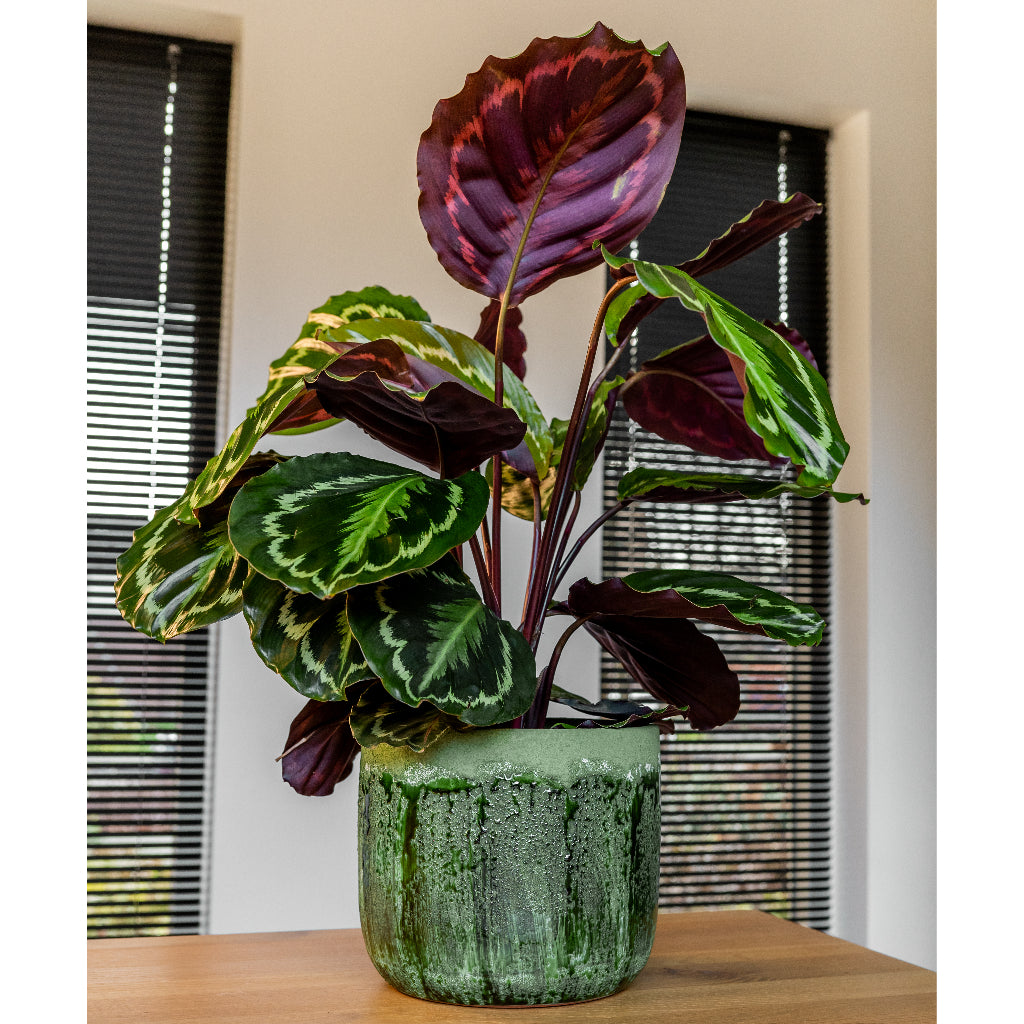 Moon Plant Pot - Jungle & Calathea