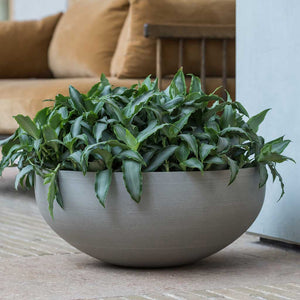 Morgana Plant Bowl Clouded Grey & Houseplants