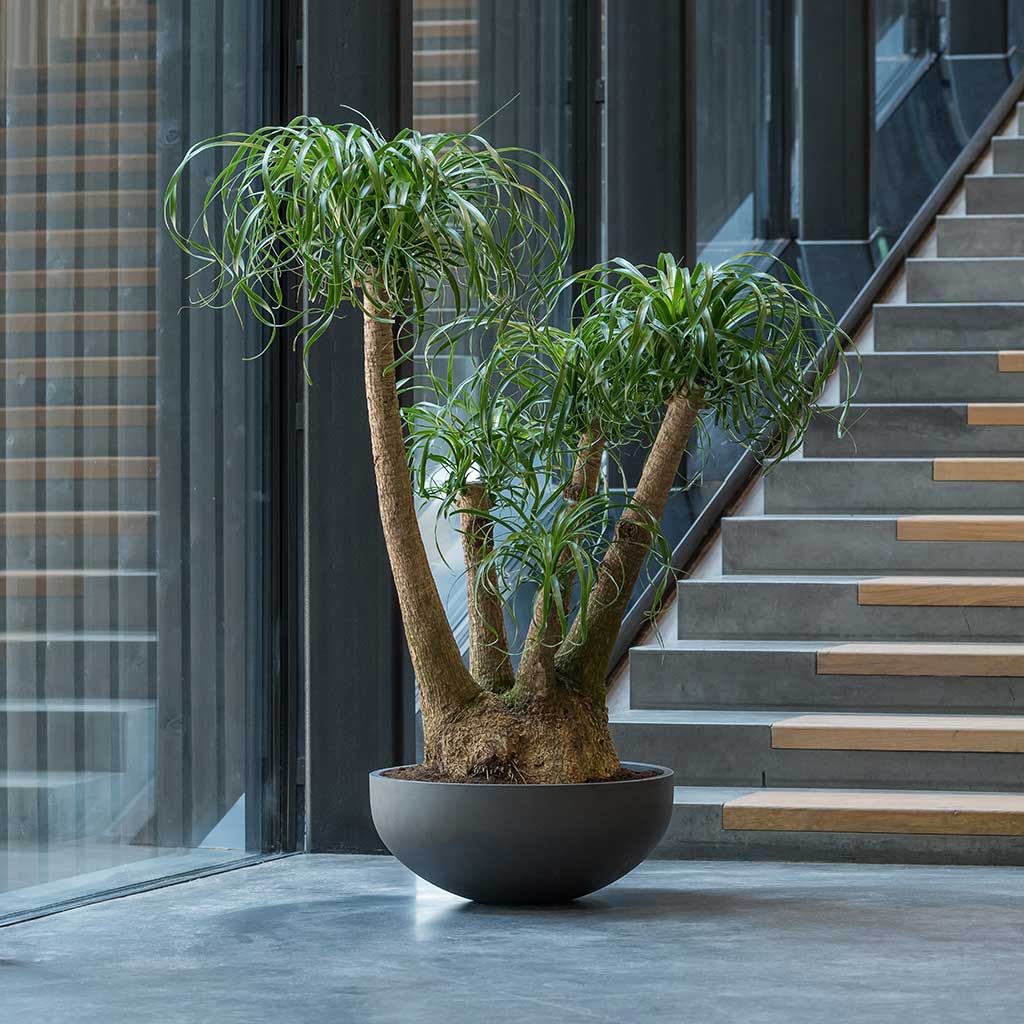 Morgana Plant Bowl - Pine Green