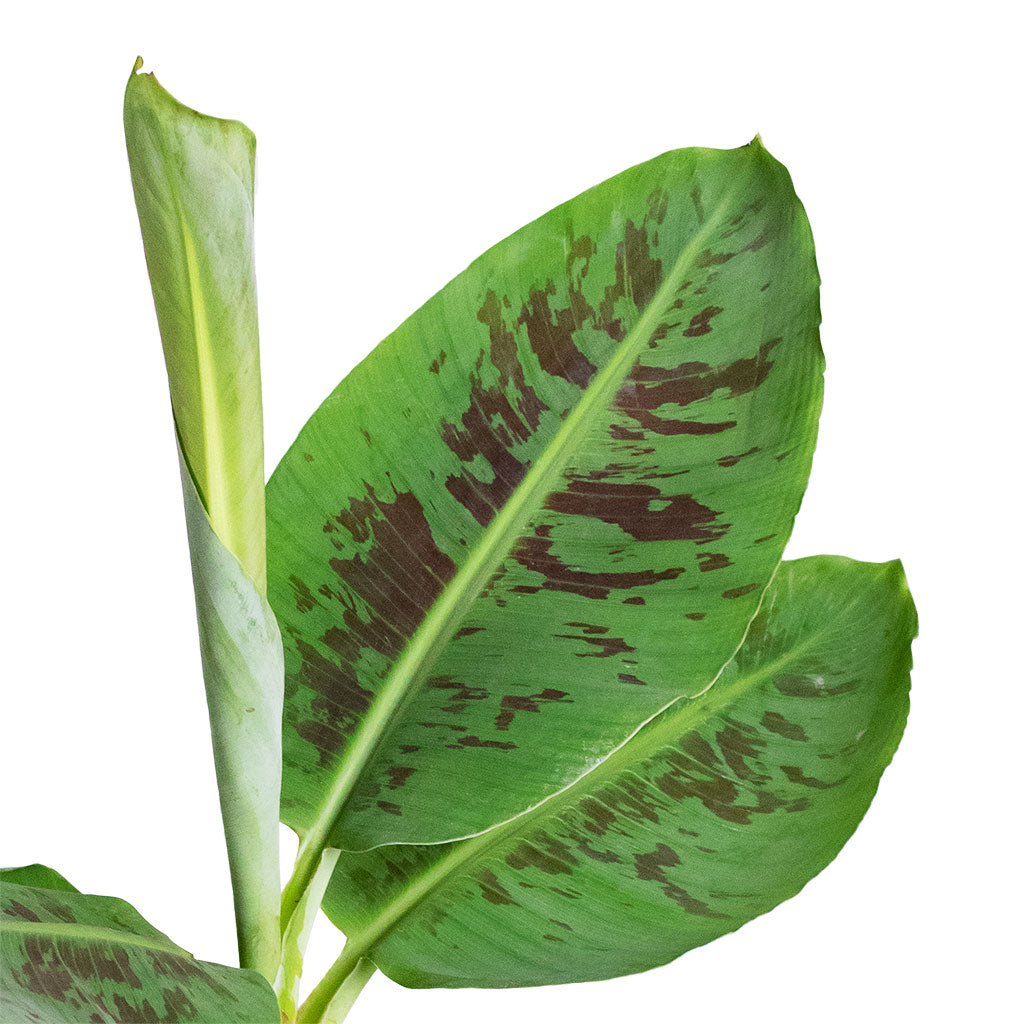 Musa Dwarf Cavendish - Banana Plant New Leaf
