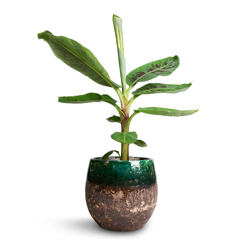Musa Dwarf Cavendish - Banana Plant & Lindy Plant Pot - Black Green