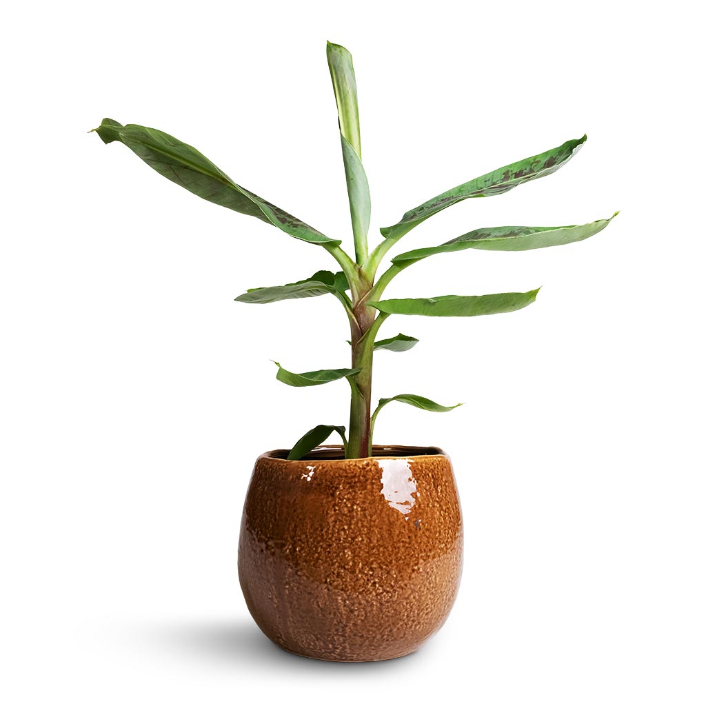 Musa Dwarf Cavendish - Banana Plant & Mischa Plant Pot - Caramel