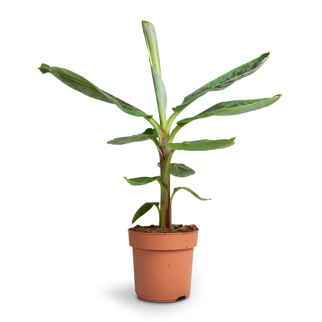 indoor banana plant uk Musa acuminata Dwarf Cavendish - Indoor Banana Plants | Hortology