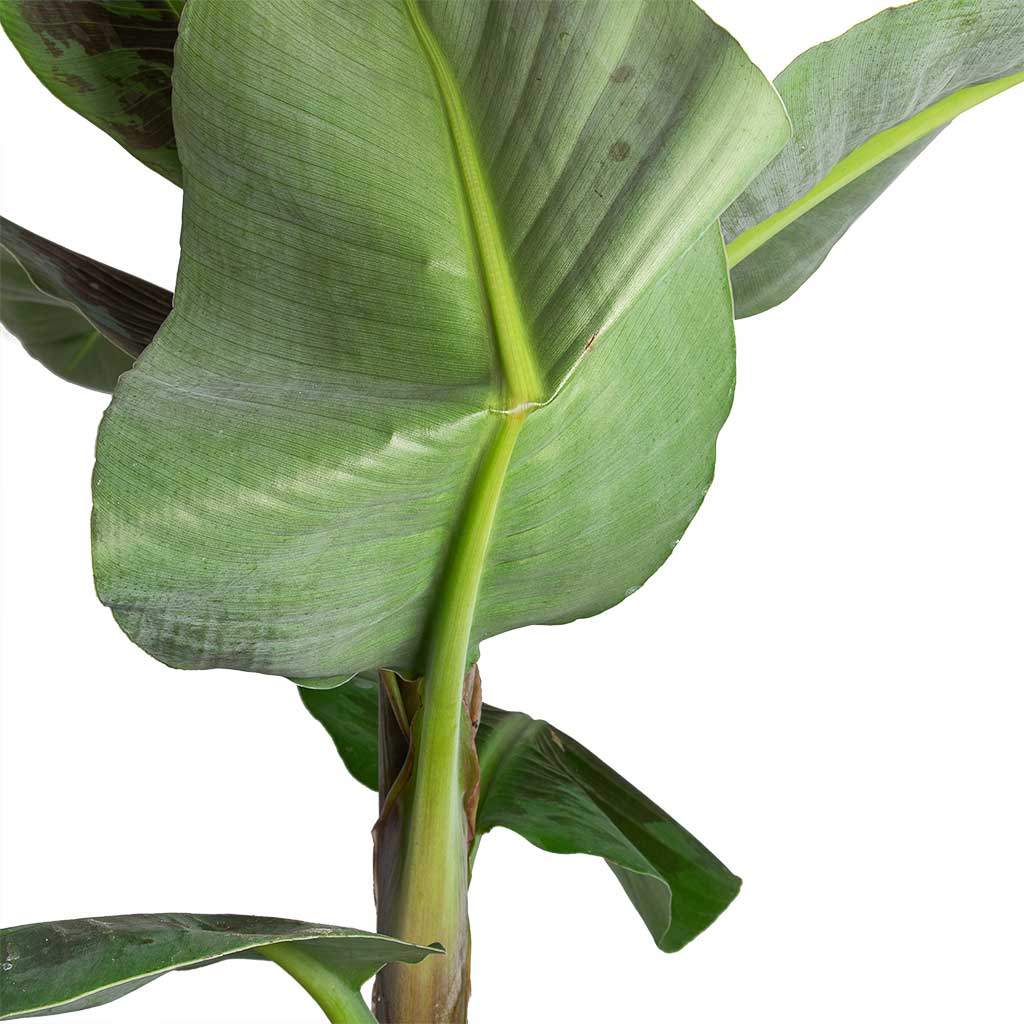 Musa Dwarf Cavendish - Banana Plant - Folded leaf Underside